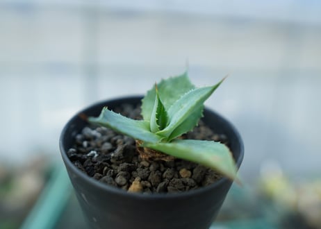 アガベ　雷神　散斑 　agave potatorum "chirihu"
