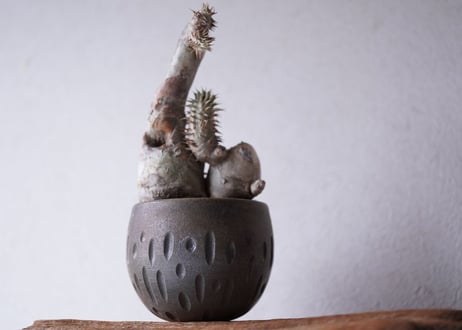 Pachypodium densiflorum