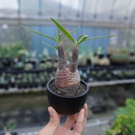 手乗りグラキリスをアップします。 | mana's green:塊根植物販売 手乗りグラキリスをアップします。 | mana's green:塊根植物販売