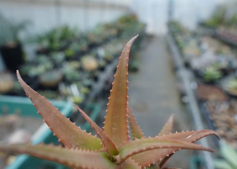 アロエ　SP　Aloe SP