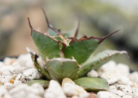 Agave titanota hades No.2