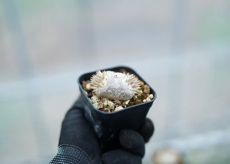 パキポディウム　レウコキサンツム　沖縄実生　No.3