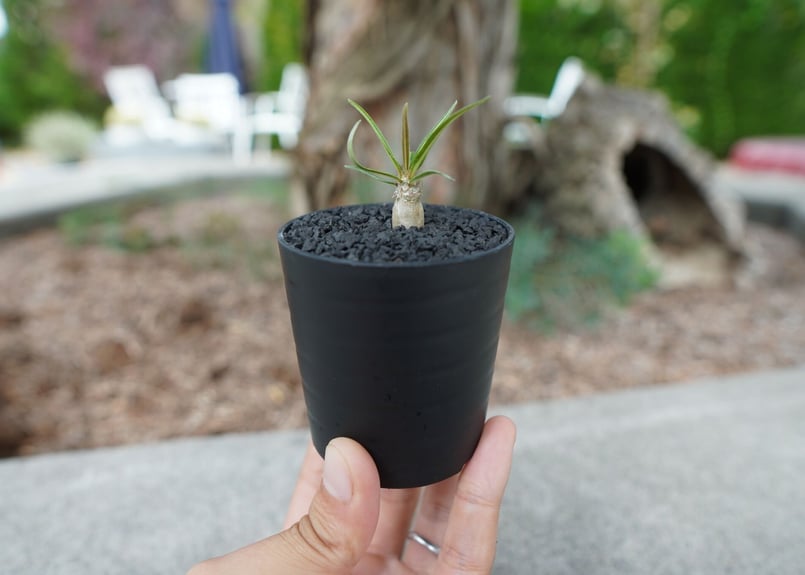 沖縄実生株】パキポディウム グラキリス Pachypodium Gracilius No