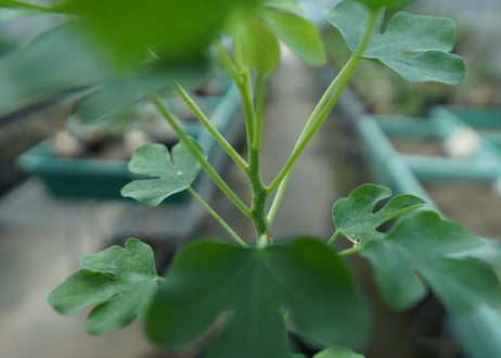 アデニア　グラウカ　Adenia glauca  No.3