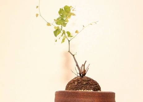 亀甲竜 ディオスコレア　Dioscorea elephantipes no.2