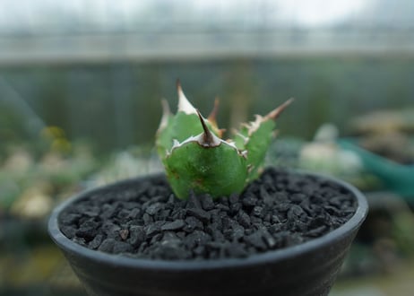 アガベ　チタノタ 　Agave titanota　No.8