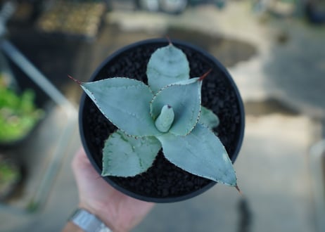 アガベ　ドラゴントゥース　Agave Dagontoes　No.5