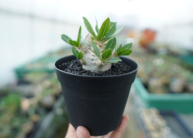 パキポディウム 恵比寿大黒 Pachypodium Densicaule No.4 | man