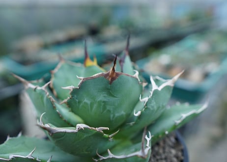 アガベ　チタノタ　FO-76　agave titanota  FO-76
