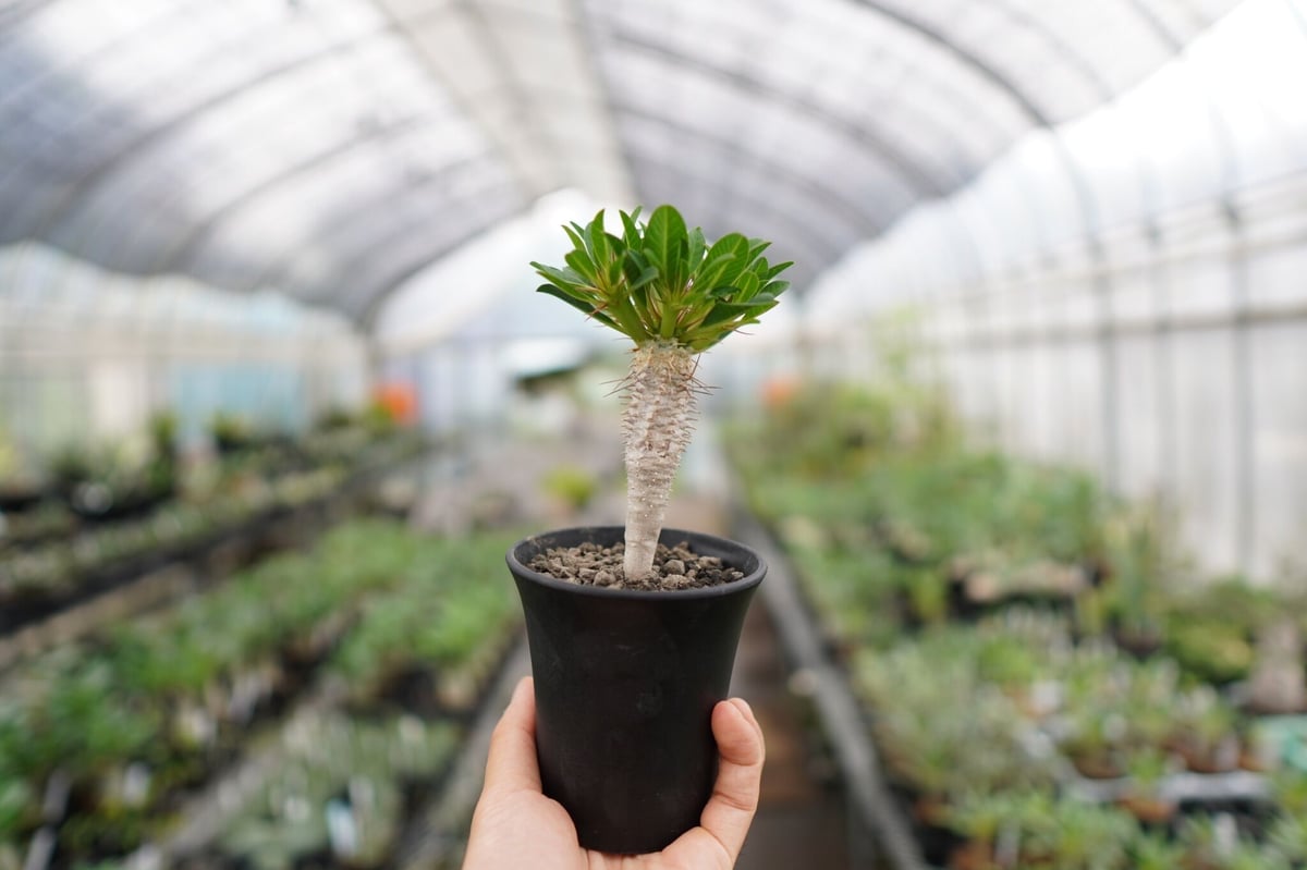 ギラウミニアナ　実生1 fit=scale-down,w=1200