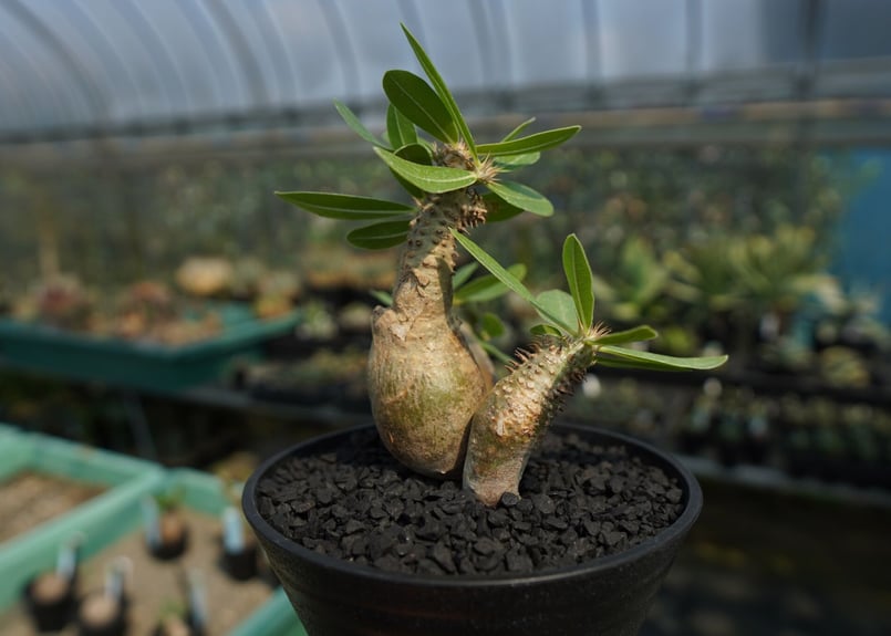 パキポディウム・マカイエンセ Pachypodium makayense