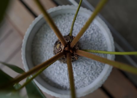 ザミア フロリダーナ　Zamia floridana