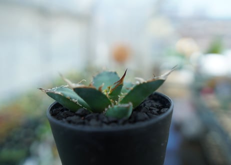アガベ　チタノタ　FO-76　Agave titanota  FO-76　No.11