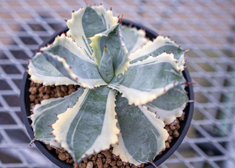 アガベ カブトガニ錦 | mana's farm:塊根植物・アガベ・ドライガーデン