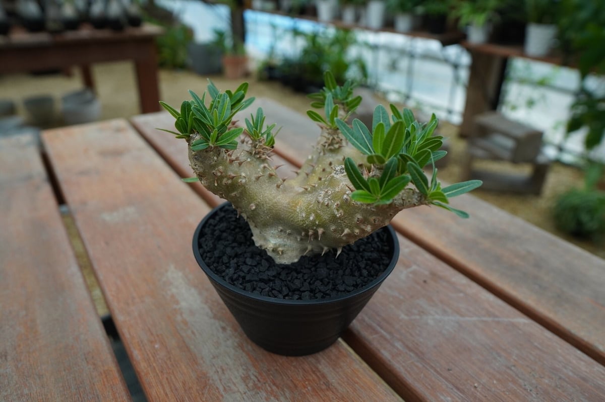 パキポディウム デンシフローラム Pachypodium densiflorum No.1