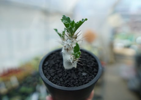 パキポディウム　サンデルシー　Pachypodeium saundersii  No.3