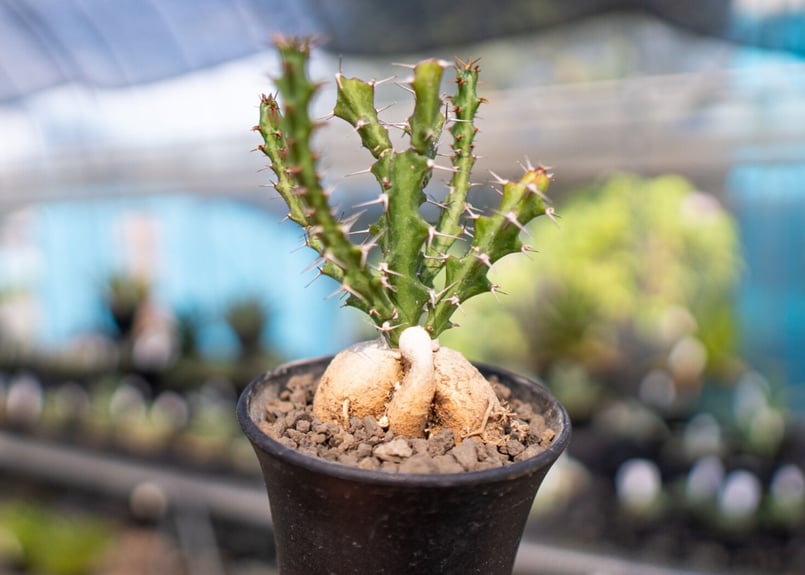 ユーフォルビア クンチー | mana's farm:塊根植物・アガベ・ドライ