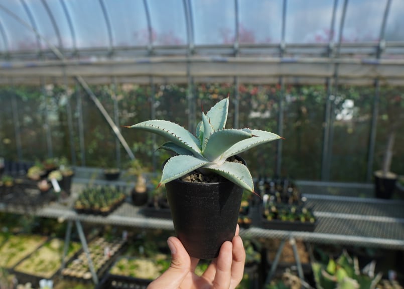 アガベ　ドラゴントゥース　クレスト　綴化2頭個体　縞斑 アガベドラゴントゥースクレスト綴化2頭個体縞斑