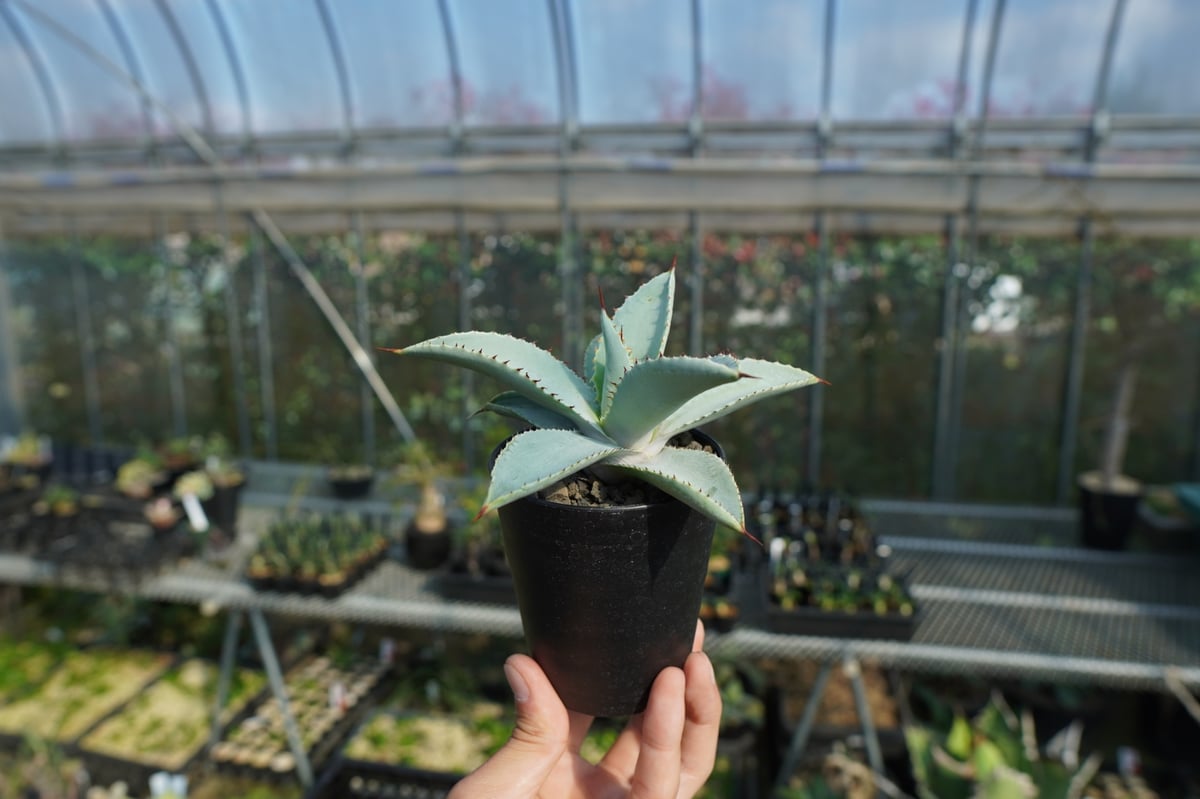 アガベ ドラゴントゥース Agave Dagontoes No.2 | mana's farm