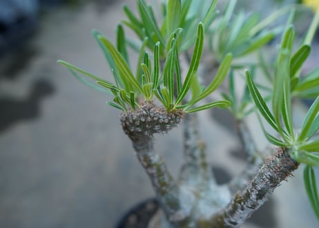 パキポディウム　グラキリス　 Pachypodium Gracilius