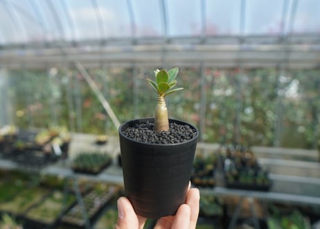 アデニウム　Adenium  No.10