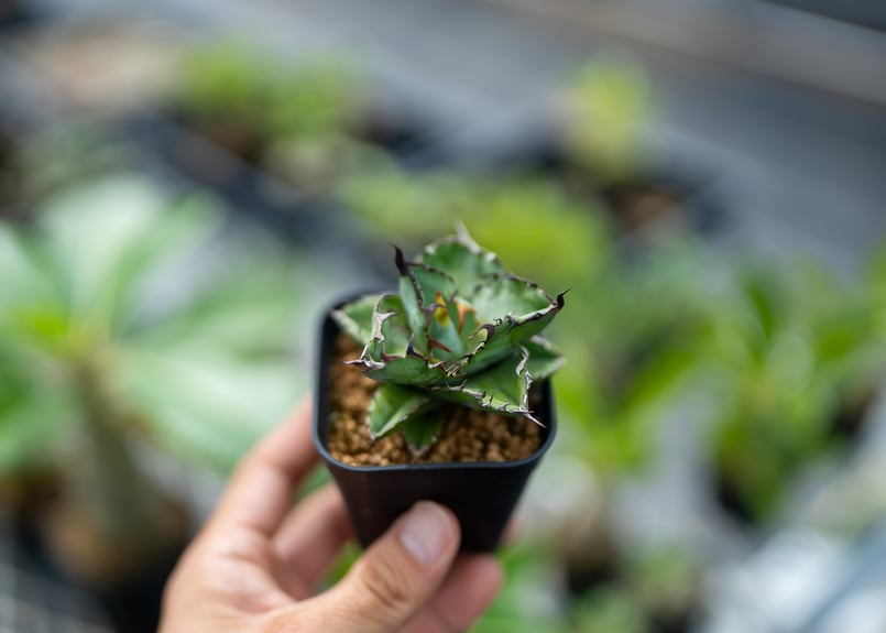 アガベ ブラックアンドブルー 沖縄実生 | mana's farm:塊根植物