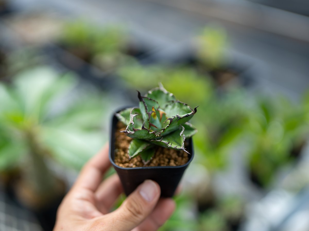 アガベ ブラックアンドブルー 沖縄実生 | mana's farm:塊根植物