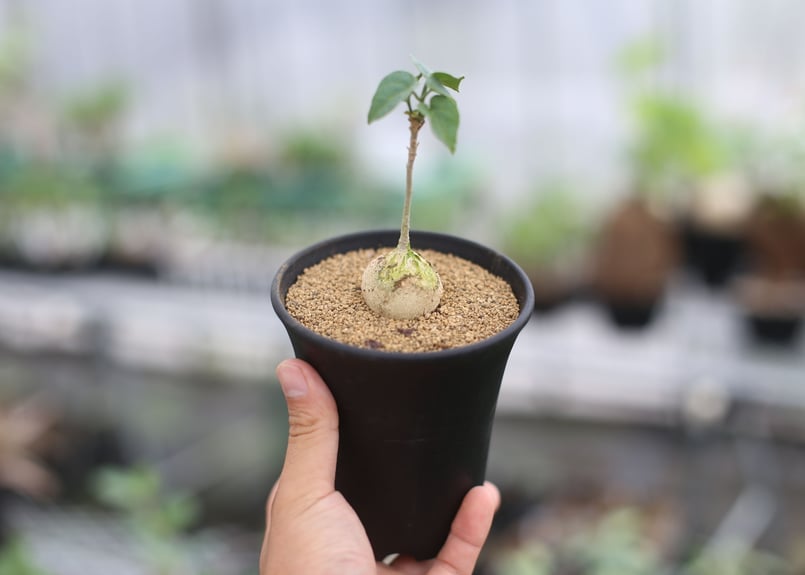 ピレナカンサ マルビフォリア | mana's farm:塊根植物・アガベ