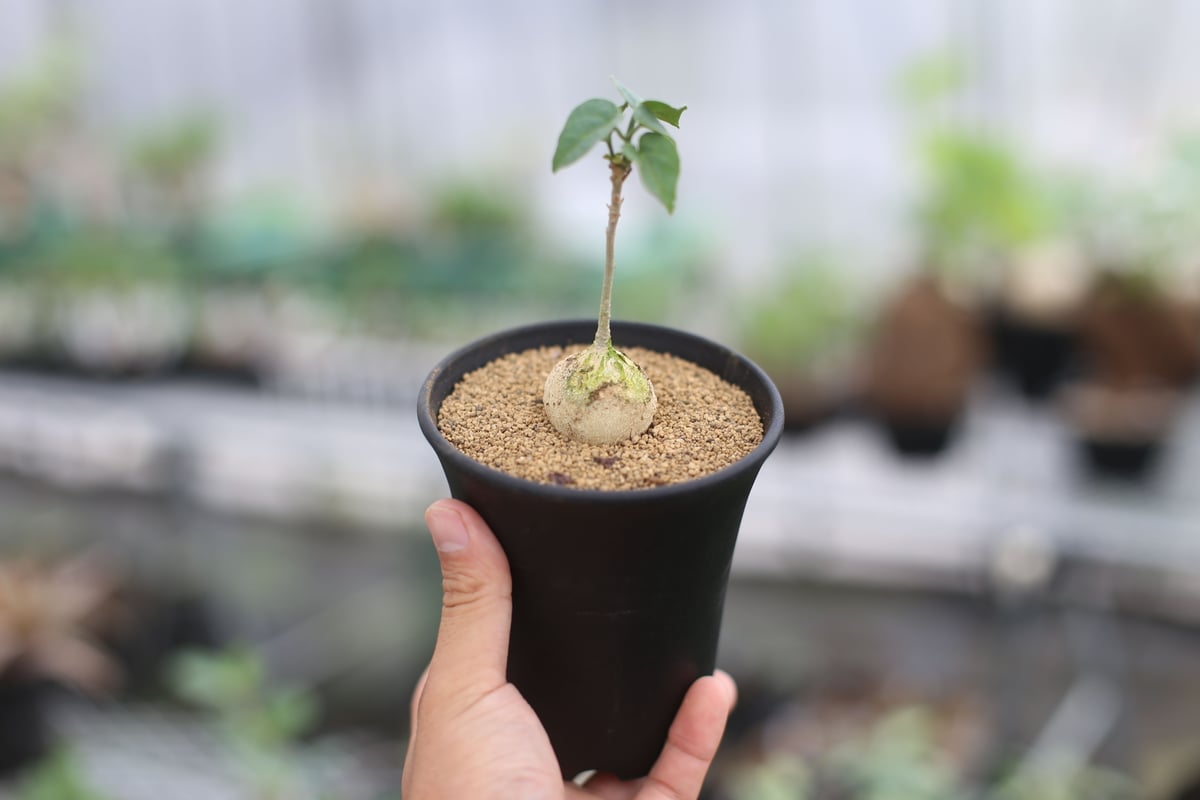 大株pyrenacantha malvifolia(ピレナカンサマルビフォリア) - 植物/観葉植物
