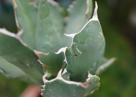 Agave titanota 白鯨 E NO.2
