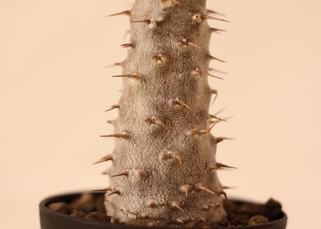 Pachypodium Gracilius パキポディウム  グラキリス  実生  No.2