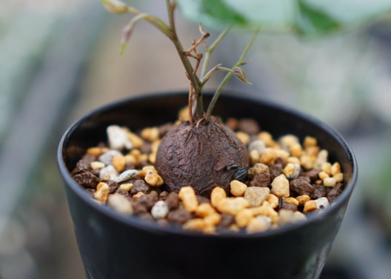 マナズファーム産】亀甲竜 実生 No.1 | mana's farm:塊根植物