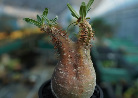 パキポディウム　グラキリス　 Pachypodium Gracilius  No.9