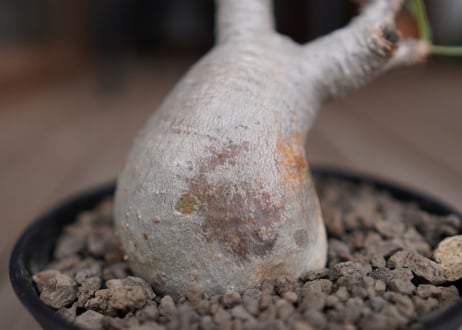 パキポディウム　グラキリス　 Pachypodium Gracilius
