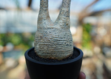 【未発根】パキポディウム　グラキリス　 Pachypodium Gracilius  No.4