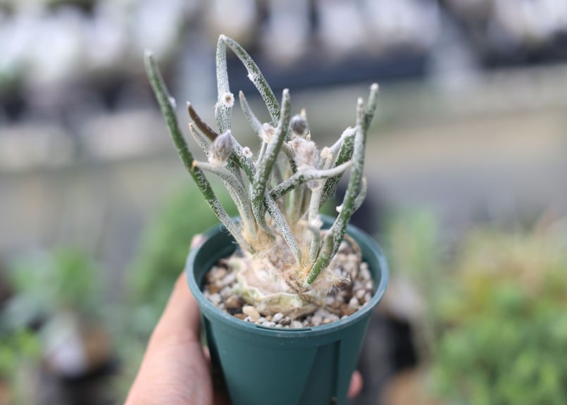 アストロフィツム　カプトメデューサ　VM928 種子100粒 アストロフィツム：スーパーカブト Vタイプ 2.5号23-08 の通販