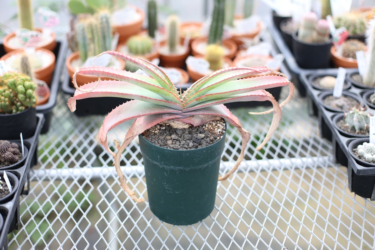 アロエ　ロウルサンコ産デブテンプラ　限定1株 💅 Aloe 