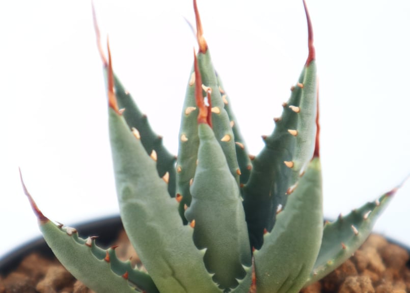 アガベ ユタエンシス ネバデンシス | mana's farm:塊根植物・アガベ