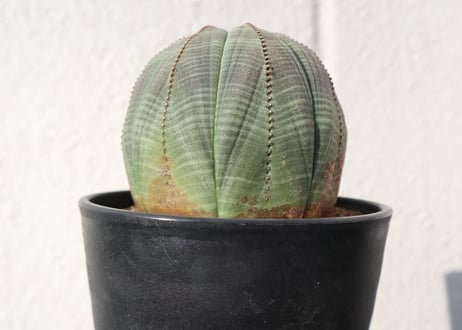 ユーフォルビア　オベサ