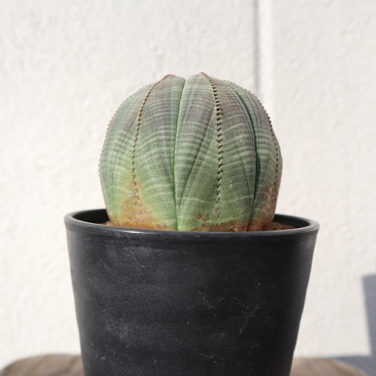 ユーフォルビア オベサ | mana's farm:塊根植物・アガベ・ドライ