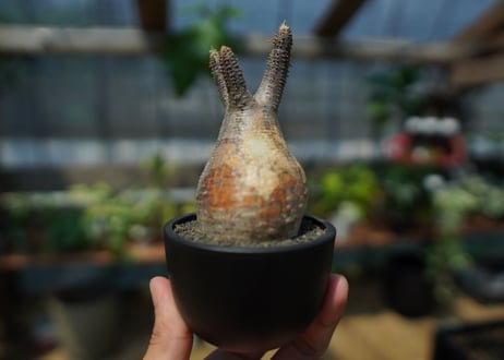 【未発根】パキポディウム　グラキリス　 Pachypodium Gracilius  No.10