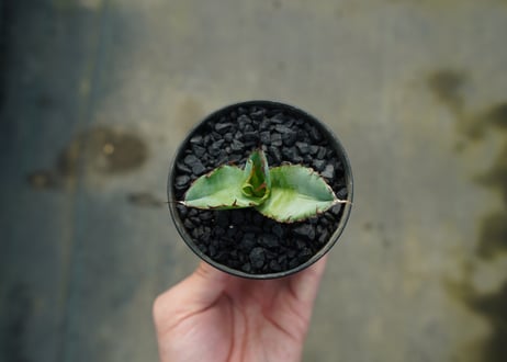アガベ　チタノタ　 ブラックアンドブルー 　Agave titanota black and blue　No.1