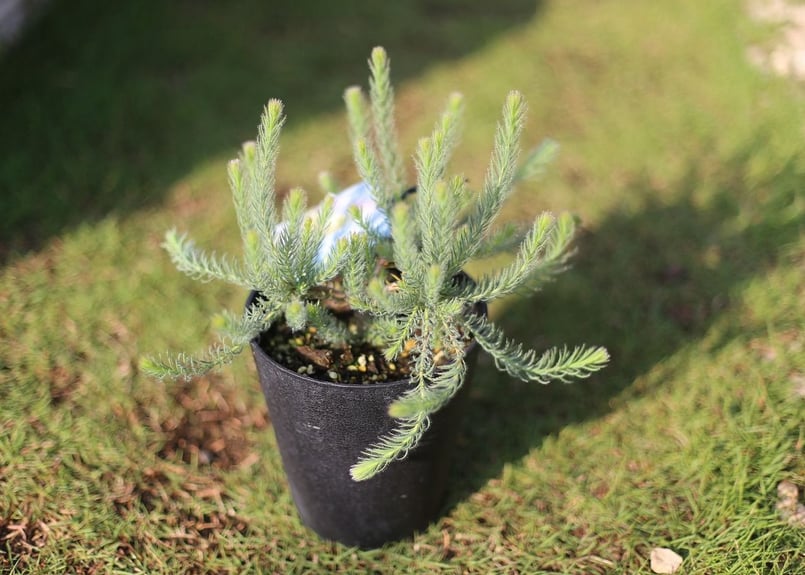 リューカデンドロン ゴールデンファイアーワークス | mana's