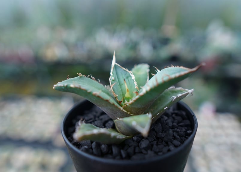 アガベ チタノタ code R agave titanota code R | mana's