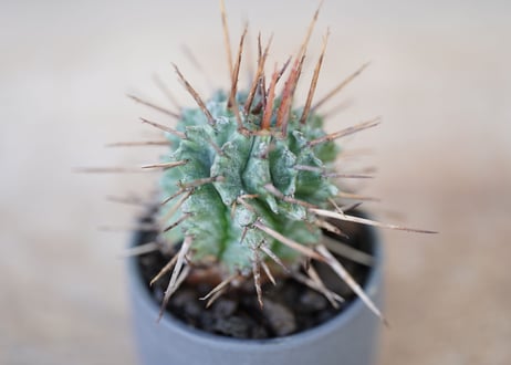 Euphorbia horrida