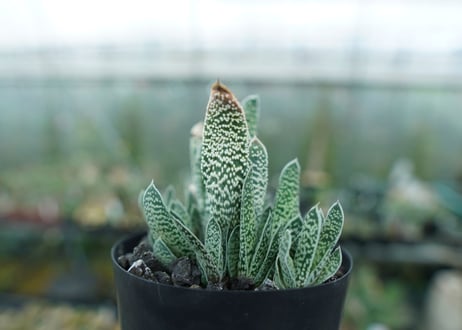 ガステリア　白星殿　Gasteria “Hakuseiden”