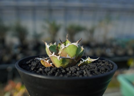 アガベ チタノタ シーザー agave titanota caesar