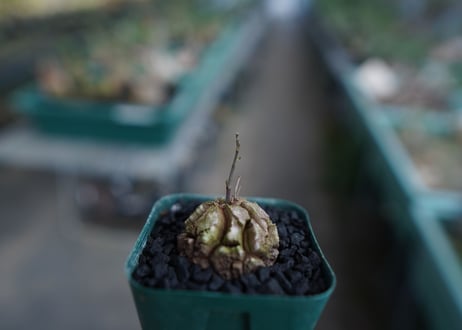 亀甲竜　Dioscorea elephantipes　No.3