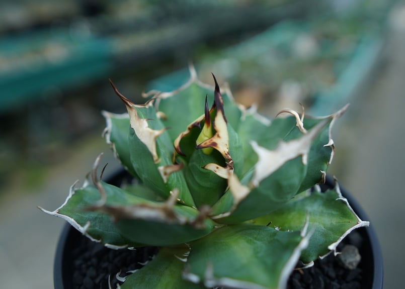 【あんこ】アガベ チタノタ 鬼爪 雪峰 × スパイシージェム あんこ様専用】アガベ チタノタ 鬼爪 雪峰 × スパイシージェム