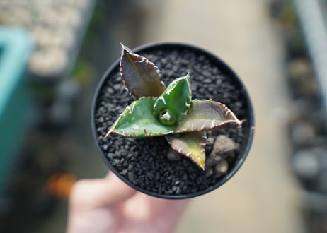 アガベ　チタノタ　鬼爪雪峰  Agave titanota “Onitsume Yukimine"　No.1